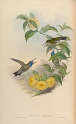 Lampornis clemenciae